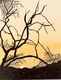 Sunset in Kruger Park